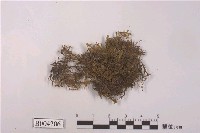 藏品(扁萼蘚屬 )的圖片